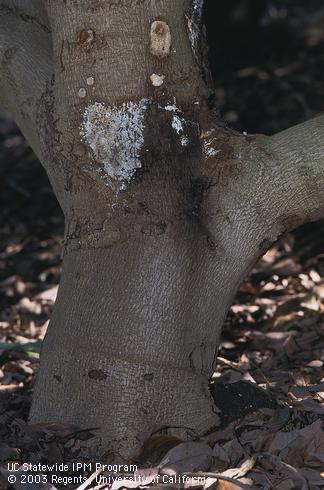 White powder covering a canker of branch canker and dieback, formerly called Dothiorella canker. The disease is caused by <i>Phomopsis</i> (=<i>Diaporthe</i>) species and various fungi in the Botryosphaeriaceae family.