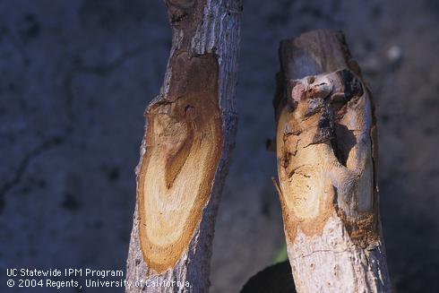 Canker at the graft union of a young avocado tree killed by Dothiorella canker.