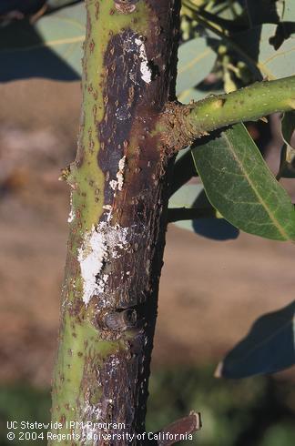 White, powdery exudates from a Dothiorella canker.