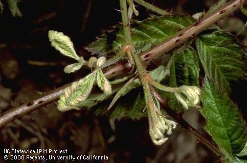 Undersized, severely cupped leaves of olallieberry blackberry due to infection with <i>Raspberry bushy dwarf virus</i>.