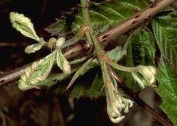 Severely cupped, undersized leaves of olallieberry blackberry due to infection with Raspberry bushy dwarf virus.