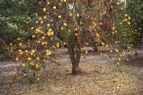 Dothiorella gummosis disease on citrus. Fruit and dead leaves on a mostly defoliated lemon tree infected with <I>Dothiorella gregaria</I> (=<I>Botryosphaeria ribis</I>).