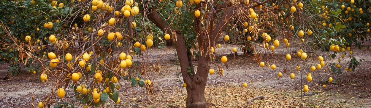 Dothiorella gummosis disease on citrus. Fruit and dead leaves on a mostly defoliated lemon tree infected with Dothiorella gregaria (=Botryosphaeria ribis).