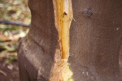 Dothiorella gummosis disease on citrus, yellowish brown discoloring of wood infected by <I>Dothiorella gregaria</I> (=<I>Botryosphaeria ribis</I>) exposed by cutting off bark on lower trunk.