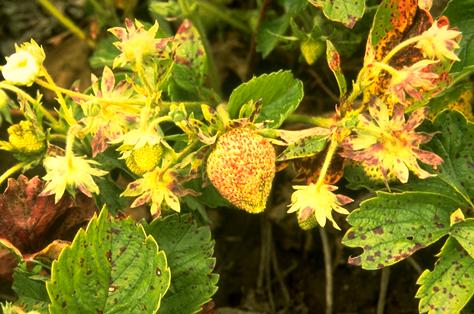 Strawberry leaves with purple spots due to leaf scorch, <i>Diplocarpon earlianum</i>.