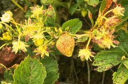 Strawberry leaves with purple spots due to leaf scorch fungus.