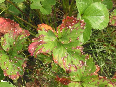 Strawberry leaves with brown spots and reddening due to leaf scorch, <i>Diplocarpon earlianum</i> =<i>Marssonina fragariae</i>.