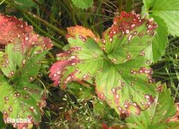 Strawberry leaves with spots and reddening due to leaf scorch fungus.