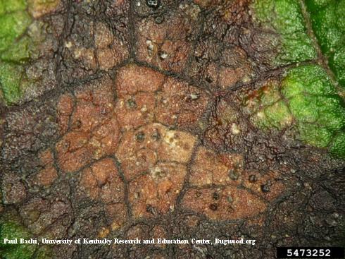 Close-up of a brown lesion with black to dark brown, fungal fruiting bodies (acervuli) of leaf scorch, <i>Diplocarpon earlianum</i> =<i>Marssonina fragariae</i>, on a strawberry leaf.