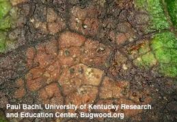 A brown leaf spot close-up showing black to dark brown fruiting bodies (acervuli) of the leaf scorch fungus.