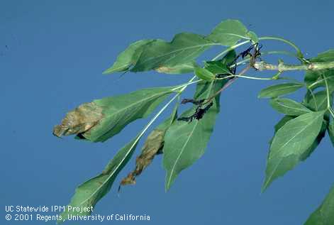 Dieback and necrosis from anthracnose fungus, <i>Discula fraxinea =Gloeosporium aridum,</i> infecting ash leaves.