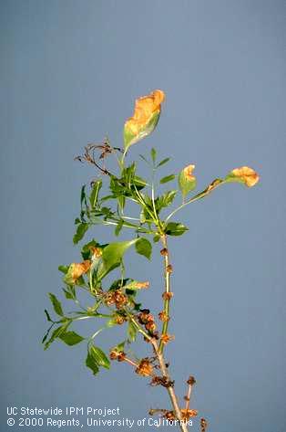 Modesto ash showing terminal dieback and decline due to anthracnose.