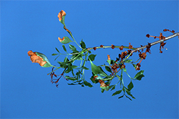  Ash anthracnose leaf dieback