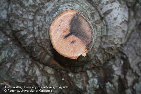 Dark, discolored wood exposed by cutting a dying limb of coast live oak with oak branch canker, or bot canker, <i>Diplodia corticola.</i>.