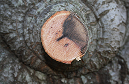 Diplodia canker in an oak limb cut in cross-section.