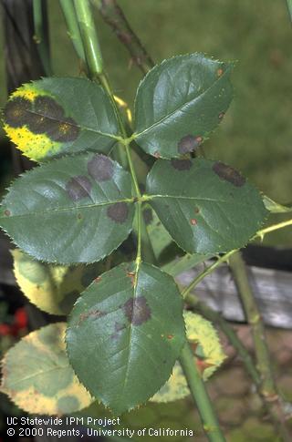 Dark blotches and yellowing on a rose leaflet infected with black spot, <i>Diplocarpon rosae,</i> fungus.