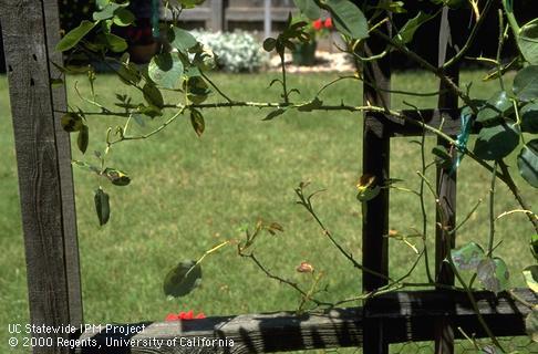 Leaf drop and bare canes on a trellised rose infected with black spot.