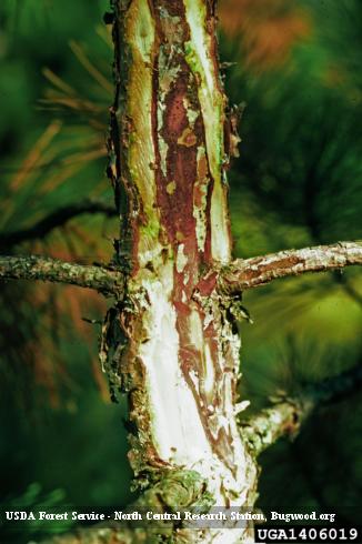 Bark cut off a cankered, dead pine terminal revealing cambium discolored reddish brown. Diplodia canker and shoot dieback, or Diplodia blight, <i>Diplodia</i> (=<i>Sphaeropsis</i>) <i>sapinea</i>.