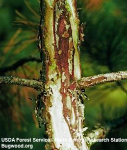 Bark cut off to reveal brown, Diplodia-diseased vascular tissue next to healthy, white wood.