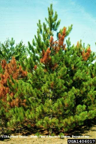 Scattered pine terminals killed by Diplodia canker and shoot dieback, or Diplodia blight, <i>Diplodia</i> (=<i>Sphaeropsis</i>) <i>sapinea</i>.