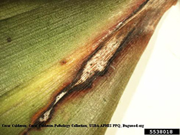 Brown and tan Diplodia-infected lesion in a leaf.