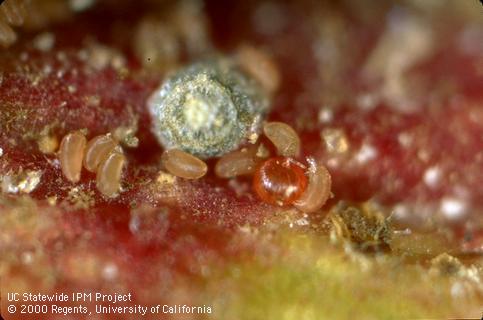 Adult big beaked plum mite.