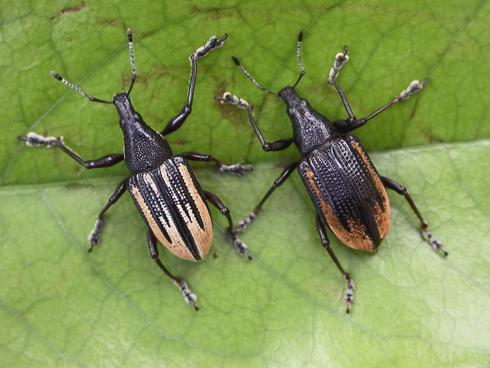 Adult diaprepes root weevils, <I>Diaprepes abbreviatus,</I> vary in color and striations.