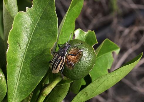 Diaprepes root weevil, <I>Diaprepes abbreviatus,</I> feeding on a developing citrus fruit.