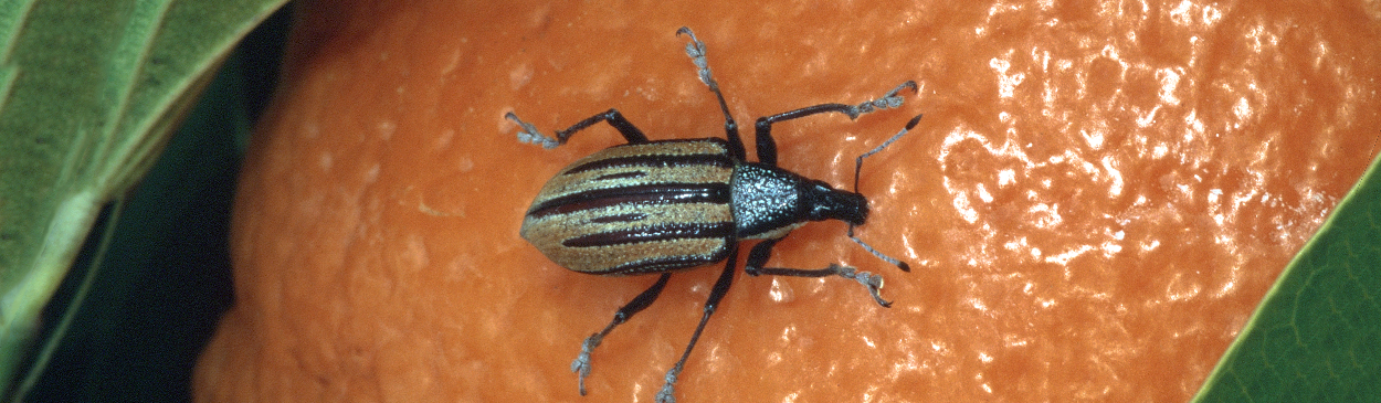 Adult diaprepes root weevil, Diaprepes abbreviatus.