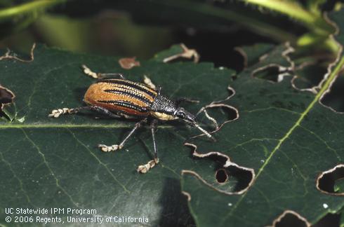 Adult diaprepes root weevil, <I>Diaprepes abbreviatus.</I>  .