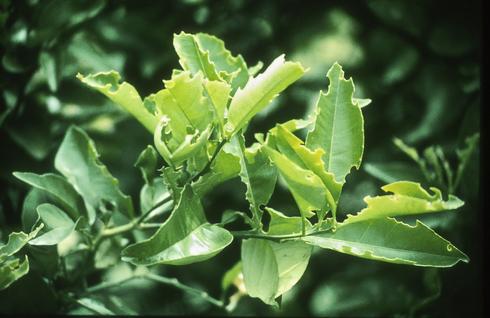 Citrus leaves damaged by the feeding of adult Diaprepes root weevils, <I>Diaprepes abbreviatus.</I>.