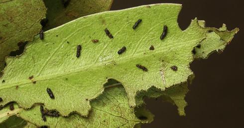 Damaged leaves and frass left behind by feeding Diaprepes root weevils, <I>Diaprepes abbreviatus.</I>.