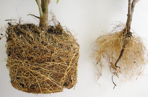 Potted citrus plants, the left one with a healthy root system and the other (right) with very sparse roots because of feeding by larvae of Diaprepes root weevils, <i>Diaprepes abbreviatus</i>. 