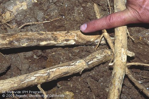 Large roots of lemon tree excavated from soil to reveal root surface gouged by late-instar larvae of Diaprepes root weevil, <I>Diaprepes abbreviatus,</I>.