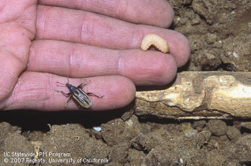 Late-instar larva or prepupa and adult Diaprepes root weevil, <I>Diaprepes abbreviatus</I>, held in hand next to weevil-chewed root excavated from soil.