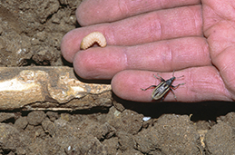 Adult diaprepes and larva and its chewing damage on root.