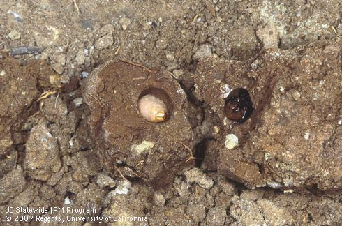 Late-instar larva or prepupa and adult Diaprepes root weevil, <I>Diaprepes abbreviatus</I>, exposed in earthen cells excavated from soil.