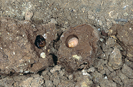 Diaprepes prepupa (left) and adult exposed in soil cells.