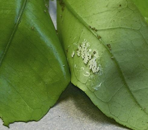 Cluster of eggs of Diaprepes root weevil, <i>Diaprepes abbreviatus</i>, laid between leaves.