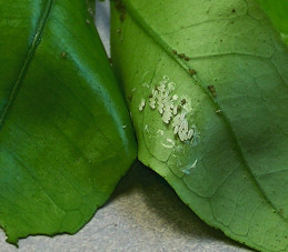 Eggs of diaprepes root weevil.