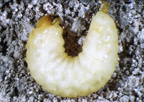 Late-instar larva of Diaprepes root weevil, <I>Diaprepes abbreviatus.</I>.