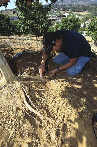 Monitoring Diaprepes root weevil, <I>Diaprepes abbreviatus</I>, by excavating soil to expose citrus tree roots.