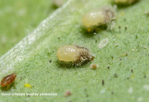 Young pupae of Delphastus catalinae.