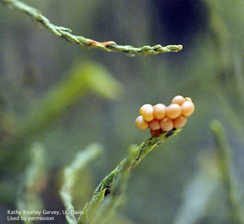 Eggs of Mediterranean tamarisk beetle, Diorhabda elongata.