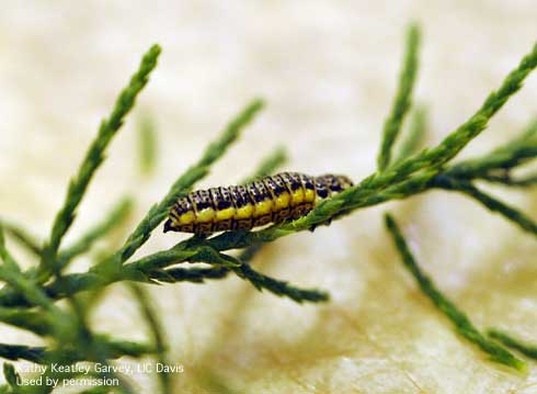 Larva of Mediterranean tamarisk beetle, <i>Diorhabda elongata</i>, chewing saltcedar foliage.