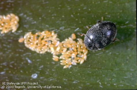 Adult lady beetle.