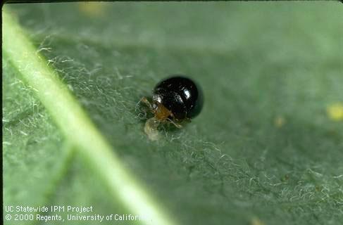 Adult <i>Delphastus catalinae</i> lady beetle feeding on a whitefly nymph.