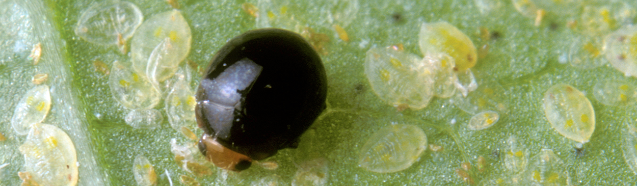 Adult lady beetle, Delphastus pusillus, a predator of whiteflies.