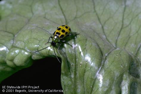 Adult spotted cucumber beetle.