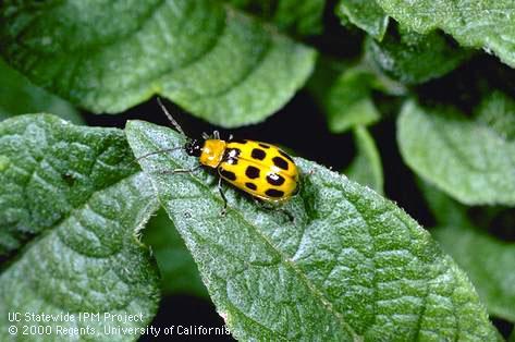 Adult western spotted cucumber beetle, <i>Diabrotica undecimpunctata</i>.